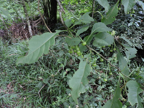 Image of Vassobia breviflora by (c) Fabrício Mil Homens Riella, some rights reserved (CC BY)