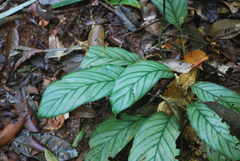 Goeppertia panamensis