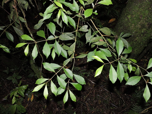Mollinedia clavigera (Mollinedia clavigera)