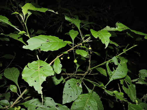 Image of Vassobia breviflora by (c) Fabrício Mil Homens Riella, some rights reserved (CC BY)