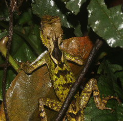 Acanthosaura lepidogaster