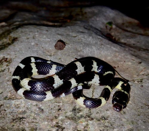 Duméril's Wolf Snake