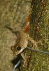 Kurixalus bisacculus