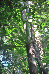 Philodendron linnaei