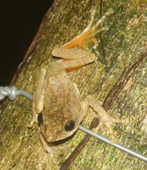 Kurixalus bisacculus