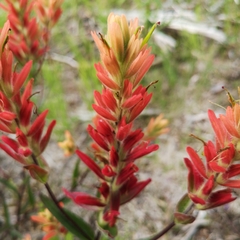 Castilleja miniata fulva