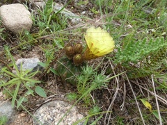 Parodia ottonis