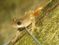 Kurixalus bisacculus