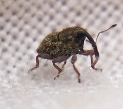 Trichosirocalus troglodytes