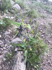 Penstemon whippleanus