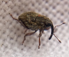 Trichosirocalus troglodytes