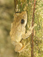 Kurixalus bisacculus