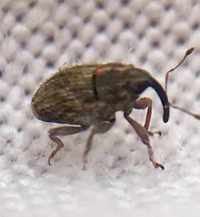 Trichosirocalus troglodytes