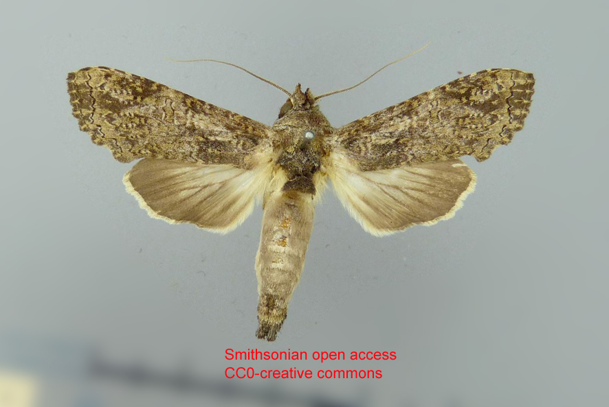 Nystalea marona
