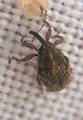 Trichosirocalus troglodytes