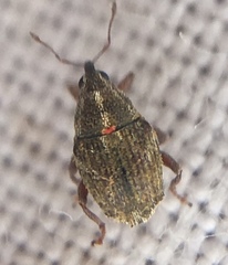 Trichosirocalus troglodytes