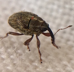 Trichosirocalus troglodytes