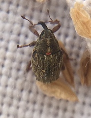 Trichosirocalus troglodytes