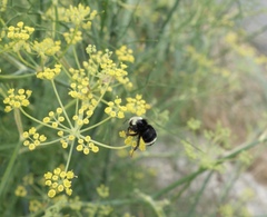 Bombus caliginosus