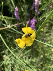 Acmaeodera connexa