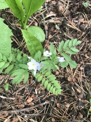 Polemonium pulcherrimum delicatum