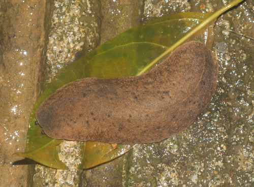 Veronicellidae