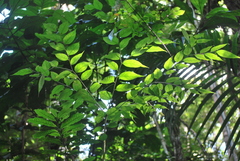 Geissospermum argenteum