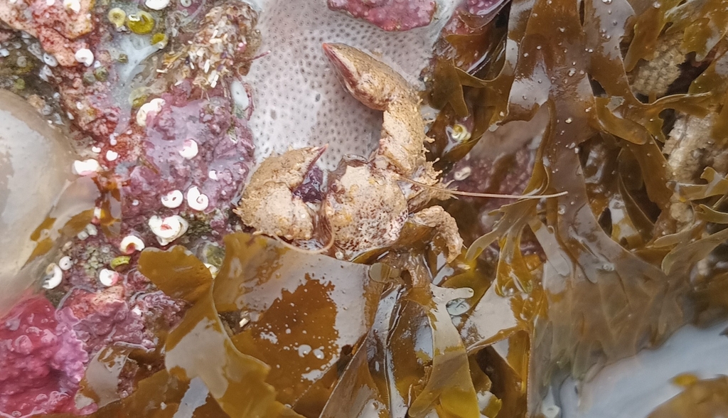 Pachycheles chubutensis
