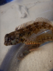 Lipophrys trigloides