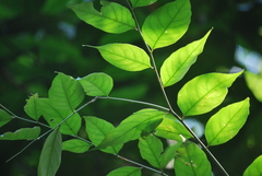Geissospermum argenteum