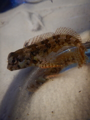 Lipophrys trigloides