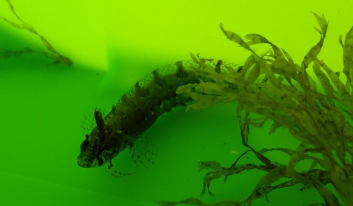 Mediterranean klipfish (Clinitrachus argentatus) — Clinidae — 4