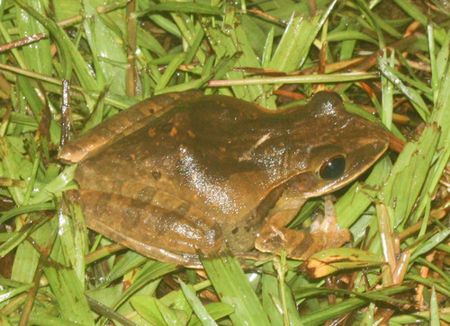 Polypedates megacephalus