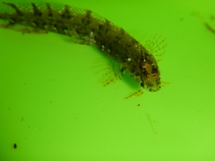 Clinitrachus argentatus