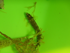 Clinitrachus argentatus