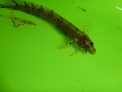 Clinitrachus argentatus