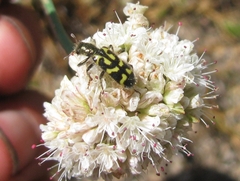 Trichodes ornatus