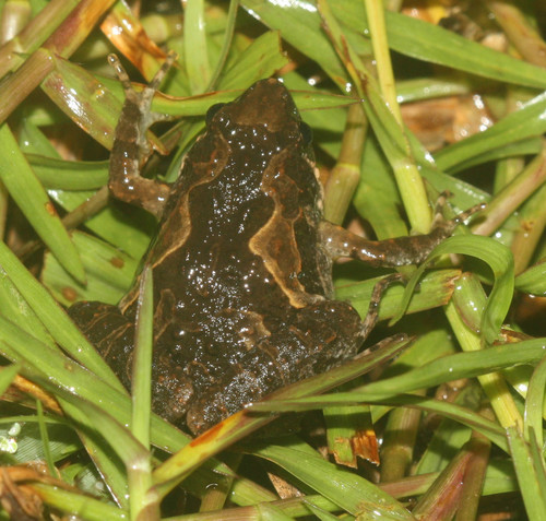Microhyla butleri