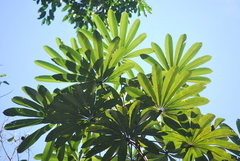 Cecropia sciadophylla