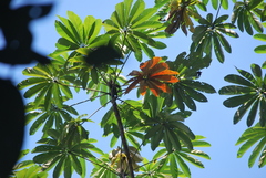 Cecropia sciadophylla