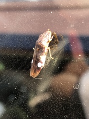 Homalodisca ichthyocephala