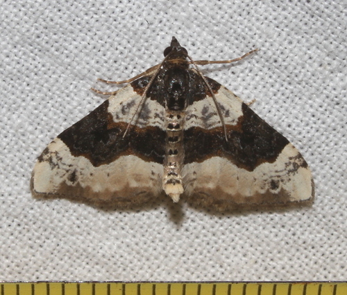 Cosmorhoe ocellata