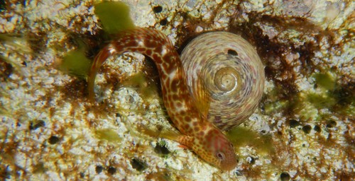 Caneva's blenny (Microlipophrys canevae) — Blenniidae — 2