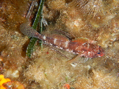 Gobius cruentatus