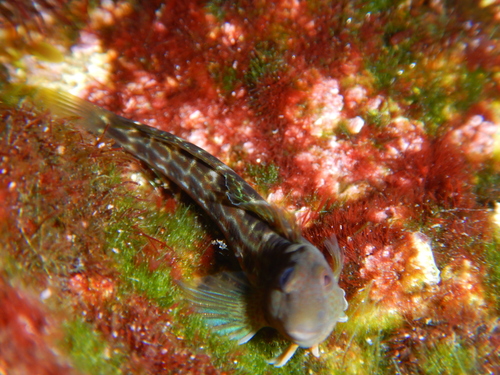 Caneva's Blenny, Calvi, Frankreich, photo 10 of 10