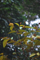 Vismia guianensis