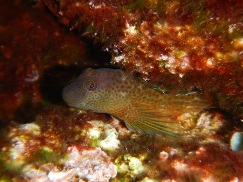 Caneva's Blenny, photo 4 of 10