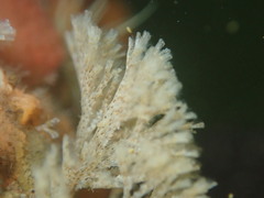 Crisularia turrita