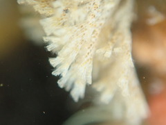 Crisularia turrita