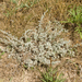 Artemisia fragrans - Photo (c) Marina Gorbunova,  זכויות יוצרים חלקיות (CC BY-NC), uploaded by Marina Gorbunova